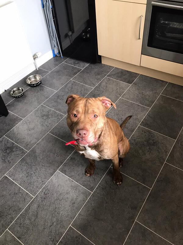 New dog listed for rescue at the Staffie Smiles Rescue - COCO